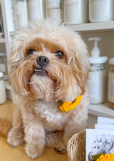 Dog Collar Sunflower