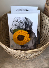 Dog Collar Sunflower