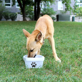 Clip N Go Pet Bowl